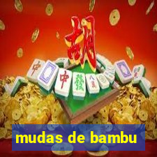 mudas de bambu